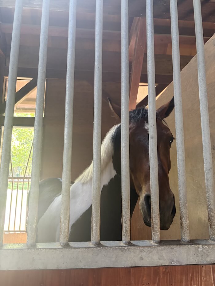 ノーザンホースパークの厩にいる引き馬の馬
