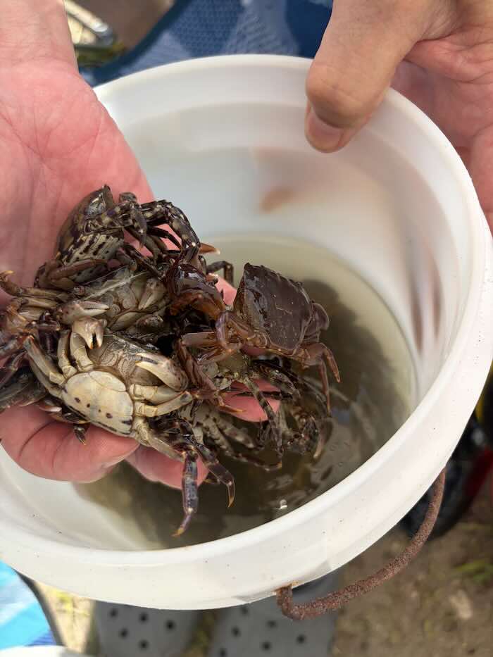 豊浦海浜公園で捕まえたカニを手に乗せている様子