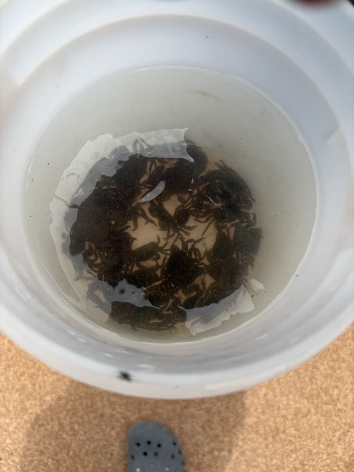 豊浦海浜公園で捕まえたカニが入ったバケツ